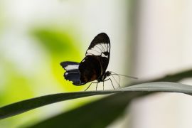 Buntes Geflatter In Jena 5
